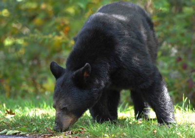 Black Bear Big Meadows NP Va