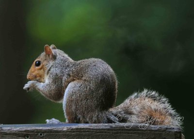 Eastern Gray Squirrel  Huntley Meadows P Va