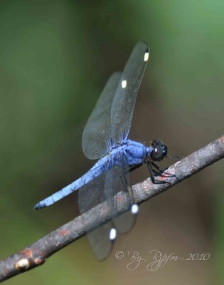  Dragonfly  Huntley Meadows P Va
