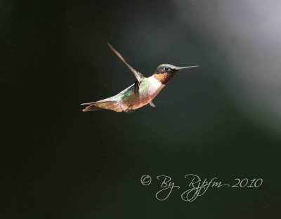 Ruby-throated Hummingbird  Huntley Meadows,Va
