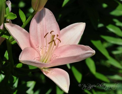 Lily Meadowlark Garden Va