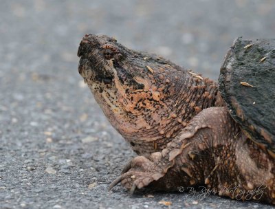 Snapping Turtle crossing the road Blackwater NWR Md