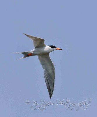 Common Tern Chincoteague NWR, Va