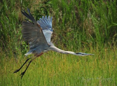 Great Blue Heron Chincotegue NWR,Va