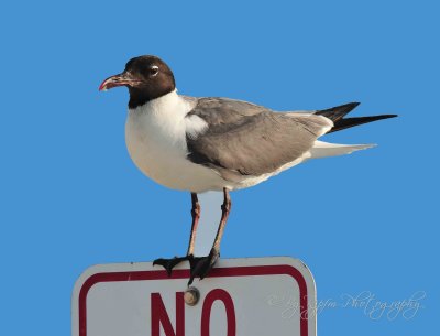 Little Gull Chincotegue NWR, Va