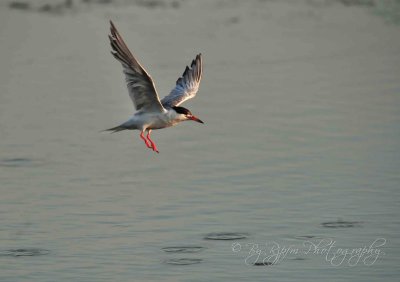 Common Tern Chincotegue NWR, Va