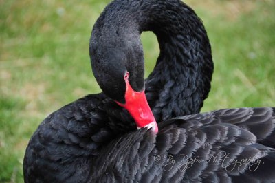 Black Swan  Regent Park London UK