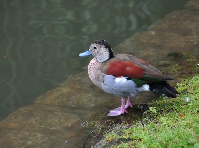 Duck  Life in Regent Park London, UK