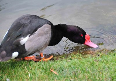 Duck Life in Regent Park London, UK