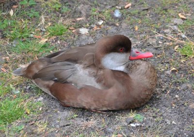 Duck Life in Regent Park London, UK