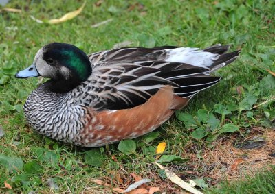 Duck Life in Regent Park London, UK