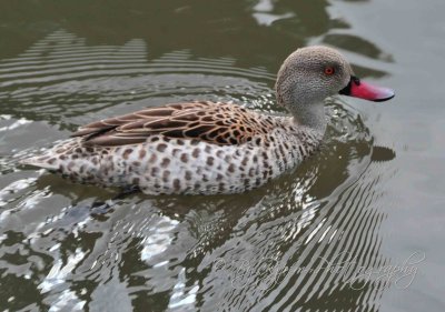 Duck  Life in Regent Park London, UK