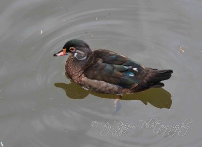 Duck Life In Regent Park London, UK