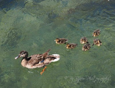 Mallard L' Isle sur la Sorgue Fr