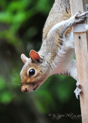 Eastern Gray Squirrel, Va