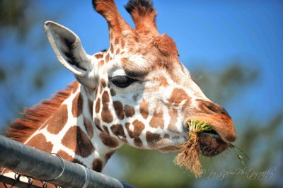 Girafe Natural Bridge  Zoo