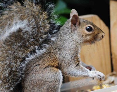Eastern  Gray Squirrel, Va