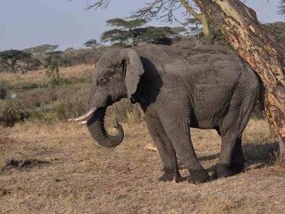 Elephant  Wild  Africa 08-01-10.jpg