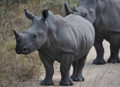 Rhino  Wild  Africa 06-2010.jpg