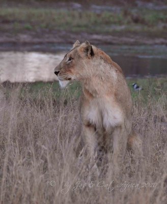  Lion Wild  Africa 06-2010.jpg