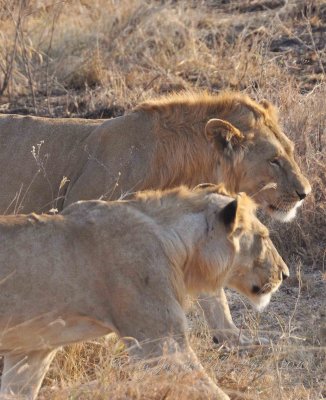 Lions   Wild  Africa 08-01-10.jpg