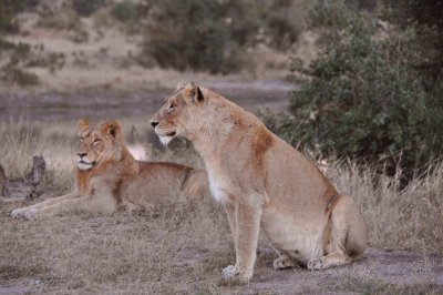 Lions Wild  Africa 06-2010.jpg