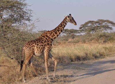 Giraffe  Wild  Africa 08-01-10.jpg