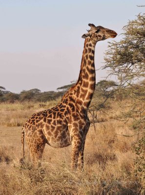 Giraffe  Wild  Africa 08-01-10.jpg