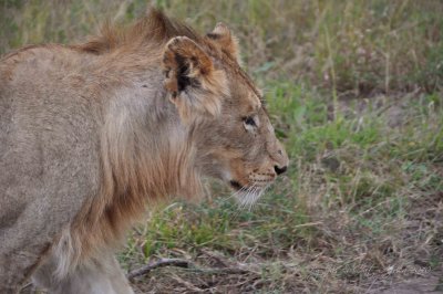  Lion  king  Wild  Africa 06-2010.jpg