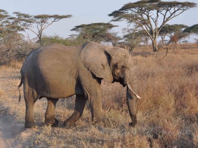 Elephant    Wild  Africa  08-01-10.jpg