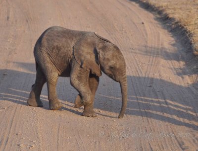Baby   Elephant   Wild  Africa  08-01-10.jpg