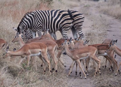 Zebra & Impala  Wild  Africa 06-2010.jpg