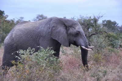 Elephant  Wild  Africa 06-2010.jpg