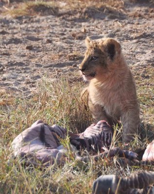 Lion Cub Wild  Africa 08-01-10.jpg