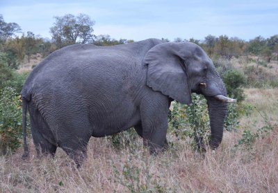 Elephant Wild  Africa 06-2010.jpg