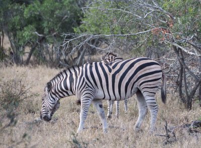 Zebra Wild  Africa 06-2010.jpg