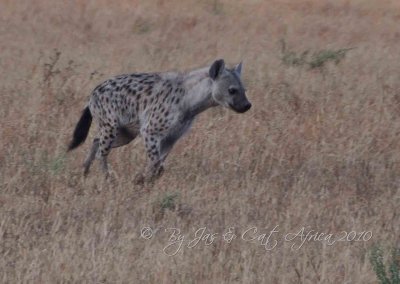  Spotted Hyena Wild  Africa 08-01-10.jpg