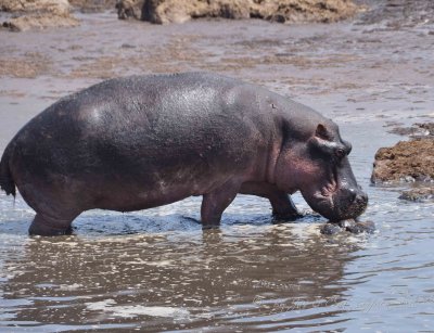 Hippo Wild  Africa 08-01-10.jpg