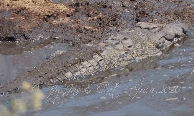 Nile  Crocodile  Wild  Africa 08-01-10.jpg