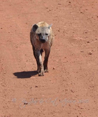 Spotted  Hyena Wild  Africa 08-01-10.jpg