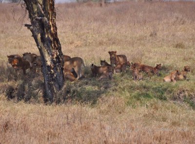 Lions Wild  Africa 08-01-10.jpg