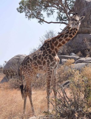  Giraffe Wild  Africa 08-01-10.jpg