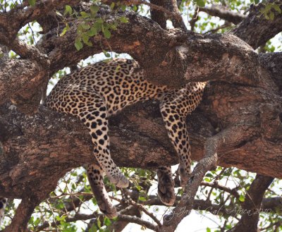  Leopard Wild  Africa 08-01-10.jpg