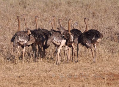 Common Ostrich Wild  Africa 08-01-10.jpg