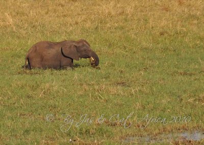Baby  Elephant Wild  Africa  08-01-10.jpg