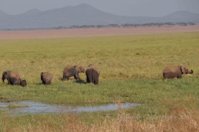Elephants Wild  Africa 08-01-10.jpg