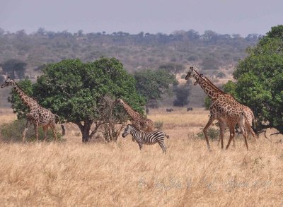 Giraffe Wild  Africa 08-01-10.jpg