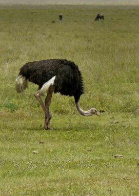 Ostrich By CL Safari 2009.jpg