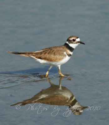 Killdeer Chincoteague NWR, Va