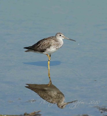 Leser Yellow legs Chincoteague NWR, Va